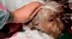 Video documento: el momento en que un perro sufre un ataque de epilepsia a causa de la pirotecnia