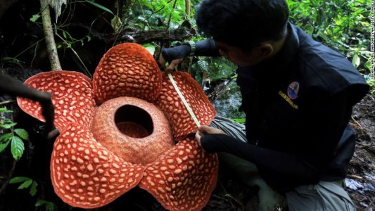Hallaron la flor más grande del mundo: es parásita y tiene un olor repugnante