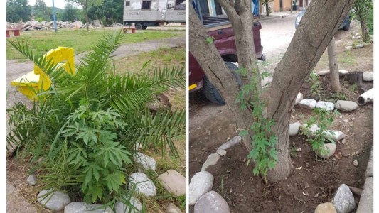 Encuentran plantas de marihuana en una plazoleta de la ciudad jujeña de San Pedro