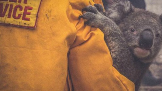 Tragedia: los incendios en Australia mataron a la mitad de los koalas