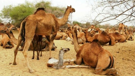 Australia: confirman la matanza de 10 mil camellos, con francotiradores desde helicópteros