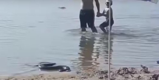 Pánico en un balneario de Entre Ríos por una enorme víbora en la playa