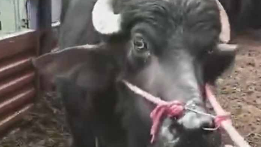 VIDEO: una vaca embarazada era llevada al matadero, "rogó" por su vida y se salvó