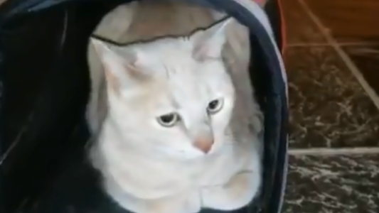 VIDEO: el momento en que una mujer abandona a su gato porque "era feo"