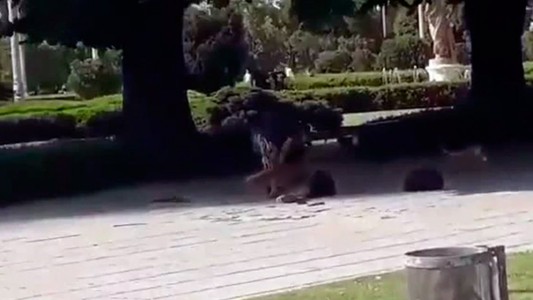 VIDEO: un hombre apuñaló a otro en una plaza pública