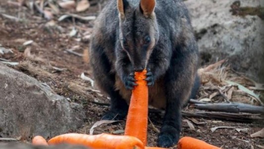 Incendios en Australia: lanzan verduras a los animales desde helicópteros
