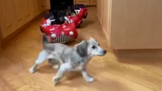 Rápido y Furioso versión canina: la desopilante persecución entre perros