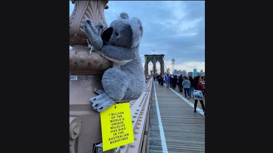 Nueva York se llena de koalas para recaudar fondos para Australia