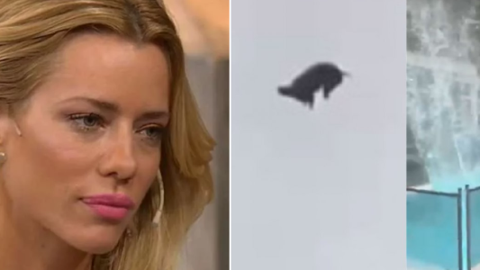 Nicole Neumann, furiosa por el maltrato al chancho: "Me encantaría saber quién es el tarado mental"