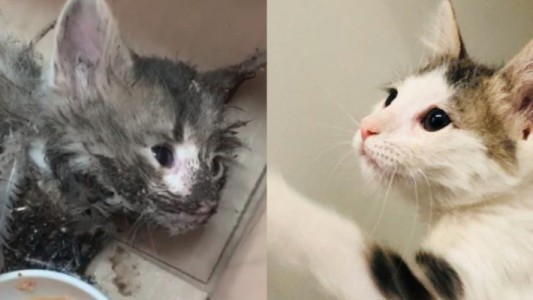 El milagro de "Paloma": así se recuperó la gatita que fue hallada moribunda y cubierta de pegamento