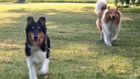 Grieta de perros: Los perros de Alberto, Dylan y Prócer, se pelean por el dominio de la Quinta de Olivos