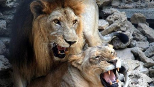 Una leona murió al tirarse al foso del zoo: su pareja había sido sacrificada dos semanas antes