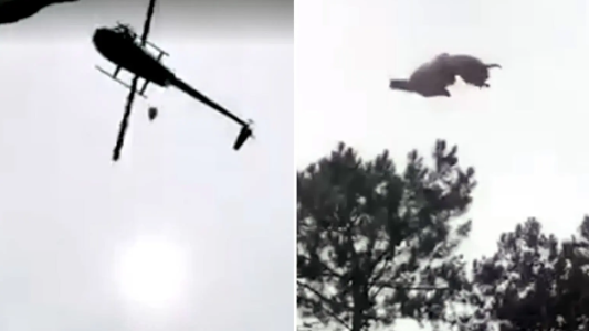 "Delivery canchero": la historia detrás del chancho que tiraron desde un helicóptero