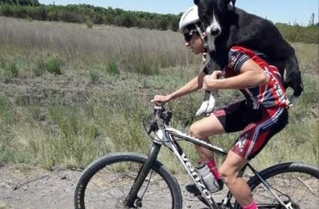 EMOTIVO VIDEO: ciclistas cargaron y trasladaron a un perro en la ruta para salvarle la vida