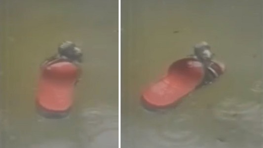 VIDEO: una rata navegó en una chancleta y se salvó de la inundación