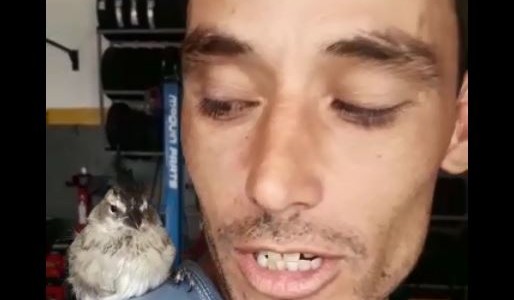 VIDEO: insólito y viral, el pajarito que reparte soda por los barrios de Córdoba