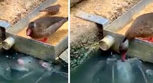 El tierno gesto de un pato al encontrarse con peces hambrientos