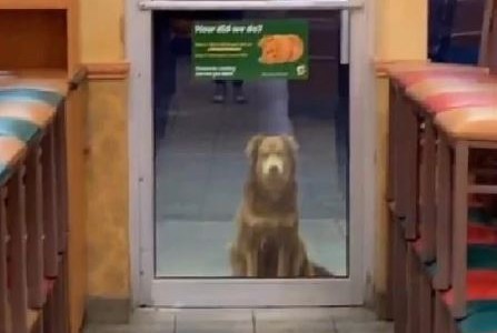 VIDEO: una perrita va a un local de comida rápida todos los días para que le den comida