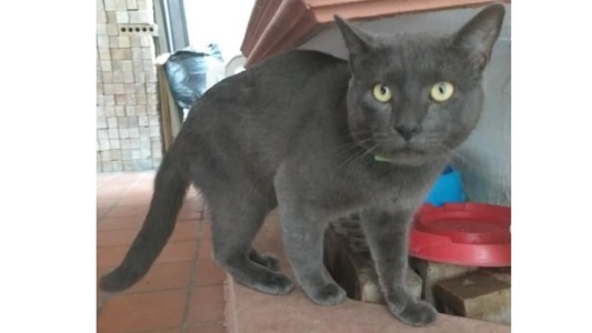 Viral: el gato con doble vida que tenía dos casas, dos nombres y dos dueños