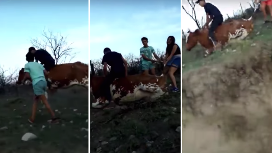 Pura maldad: adolescentes se grabaron pateando, apedreando y montando una vaca
