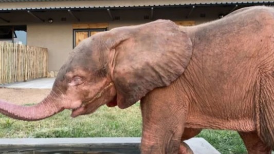 Rescataron a un elefante bebé albino de una trampa en la que vivió durante cuatro días