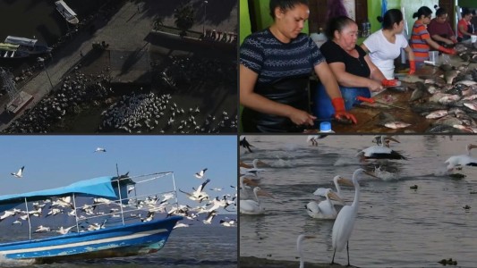 La travesía de los pelícanos que viajan desde Canadá hacia México