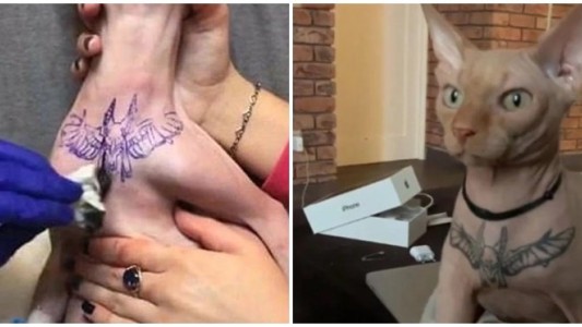 Bronca en las redes con una joven que anestesió y tatuó a su gato