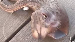 VIDEO: un pescador atrapó una extraña y horrible criatura en la costa de Nueva York