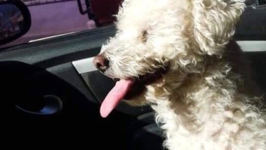 Secuestró al perro de su ex novia para que lo desbloquee de las redes sociales