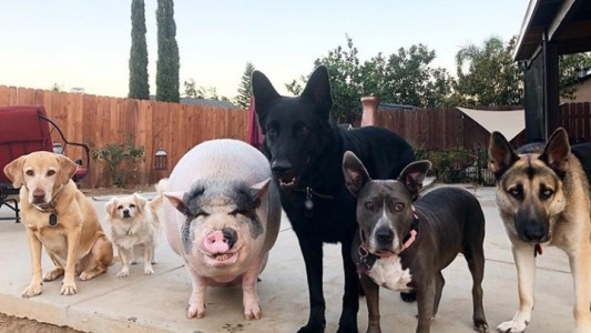 El cerdo que se cree perro: convive con cinco de ellos en una casa como una mascota más