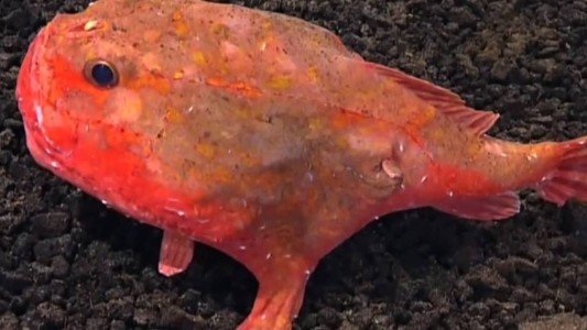 El extraño pez australiano que camina y desafía las leyes de la naturaleza