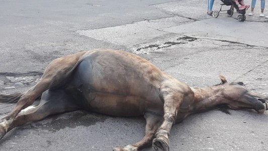 Indignación por la muerte y abandono de un caballo