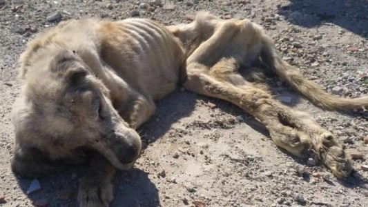 La terrible historia de Ragnar, un perro que fue hallado famélico y lucha por salvar su vida