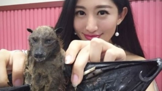 Análisis genéticos en Italia apuntan al murciélago como origen del coronavirus