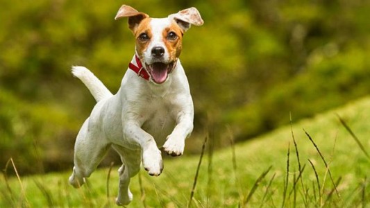 Verano: cómo prevenir las garrapatas en perros y gatos