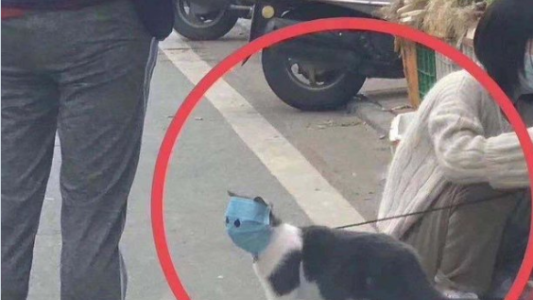 Miedo al coronavirus: el gatito con barbijo que se volvió viral