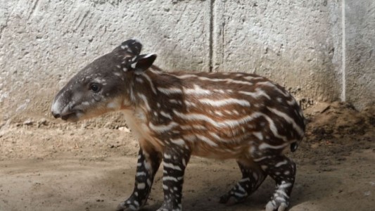 Nicaragua celebra el nacimiento de la tapir "Valentina"