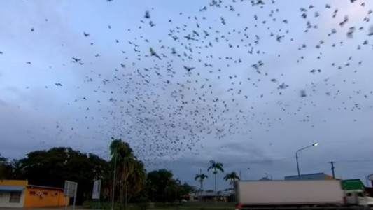 Increíble "tornado de murciélagos" en Australia