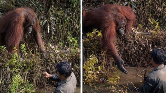 VIRAL: Orangután le da su mano a un hombre en un pantano