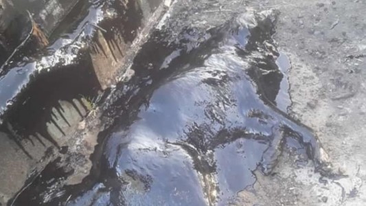 Conmovedor rescate en Merlo: le salvaron la vida a un perro que cayó en un pozo con brea