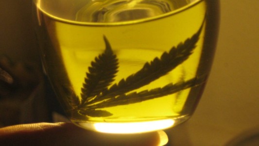 Jujuy producirá aceite de cannabis para exportar