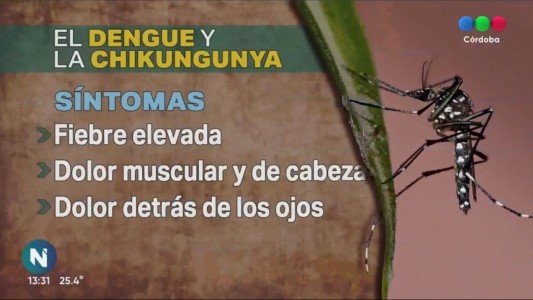 Sin mosquito, no hay dengue