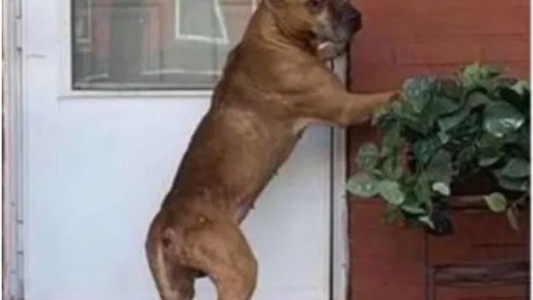 Vendieron su casa y abandonaron a su perro: rascó la puerta durante 21 días