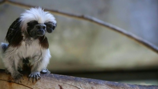 Nacimiento de simio Tamarin sorprende a zoo de Guadalajara