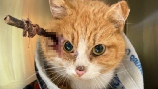 La historia del gatito "Cupido": sobrevivió con una flecha clavada en la cabeza y lo rescataron el día de San Valentín