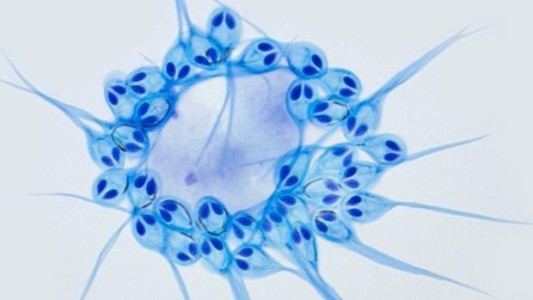 El curioso animal que no necesita respirar oxígeno para vivir