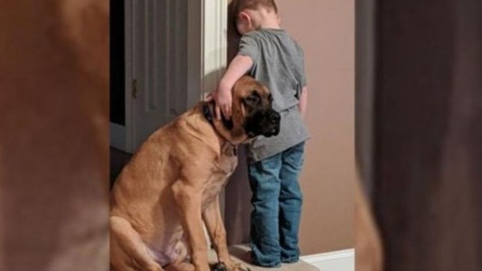 La foto viral del perro que consuela a un nene que estaba en penitencia mirando la pared