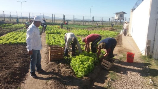 Internos de la cárcel de Saavedra ya lograron el autoabastecimiento gracias a su huerta