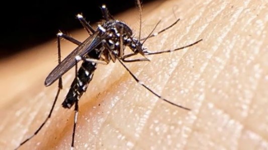 Buenos Aires: registraron la segunda muerte por dengue