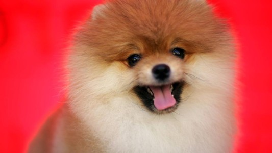 Pusieron a un perro en cuarentena por coronavirus: lo habría contagiado su dueño